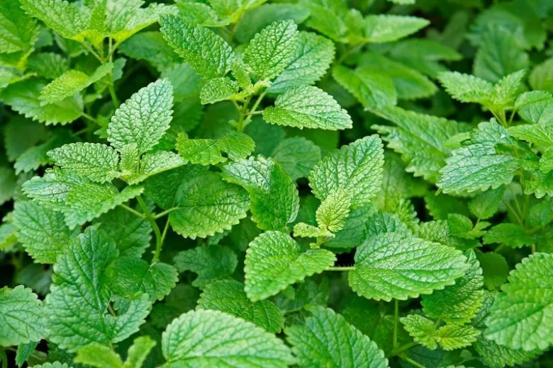 Melissa Lemon Balm Tea